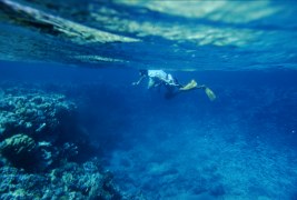 faszinierende Unterwasserwelt an der Küste des Sinai
