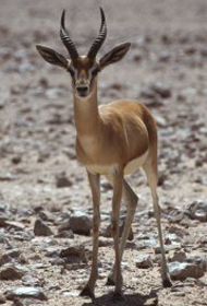 Gazelle