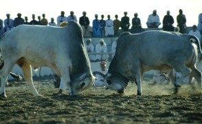 Bullenkampf in Barka