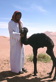 Bedu mit Kamelbaby
