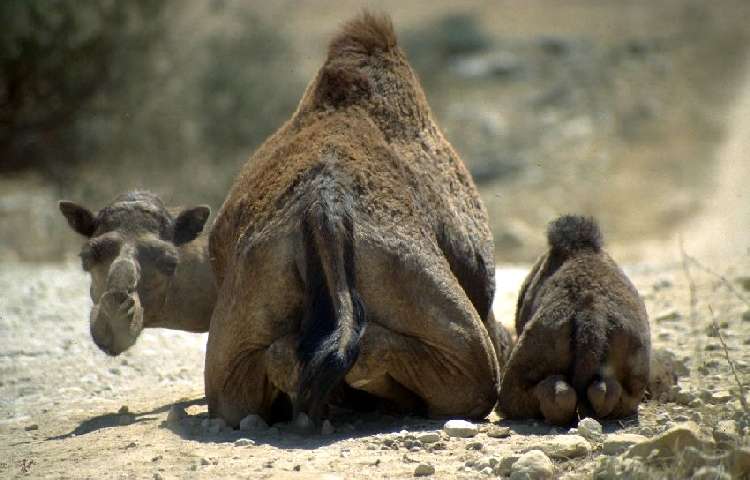 Kamele bei Salalah