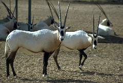 [Oryx]