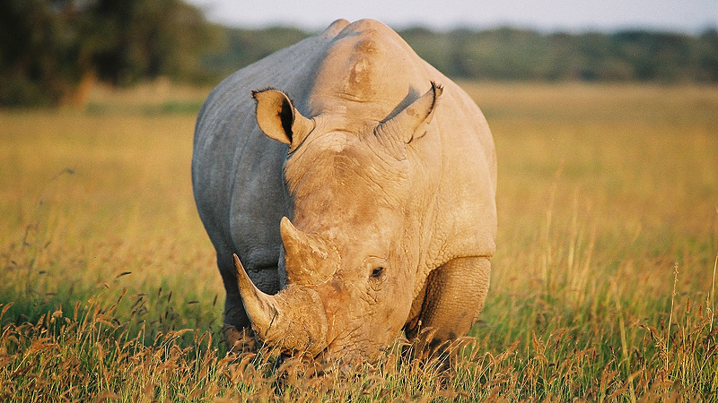 Khama Rhino Sanctuary, Botswana