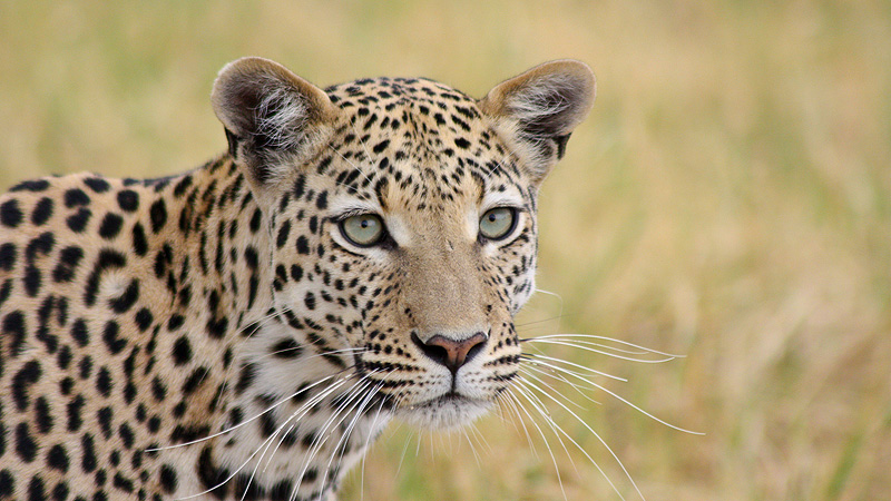 Moremi Gamereservat, Botswana