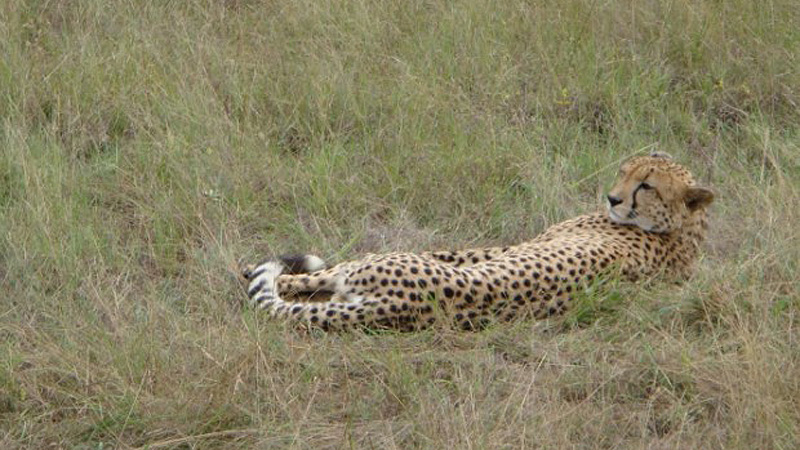 Krüger NP, Südafrika