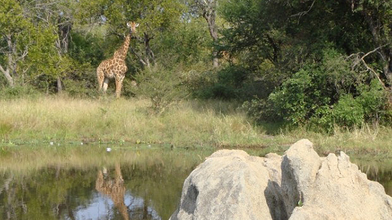 Krüger NP, Südafrika