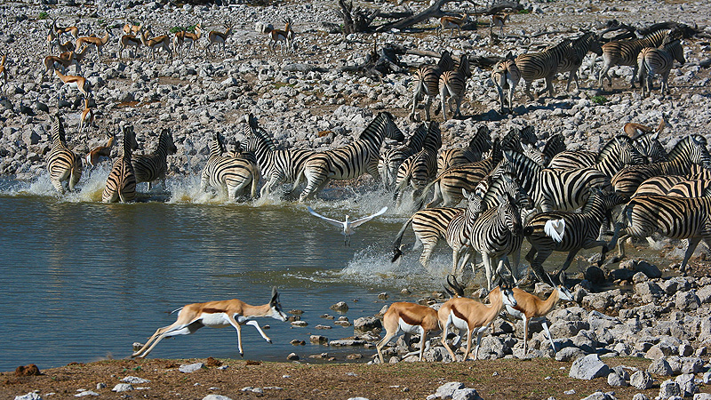 Etosha NP, Namibia