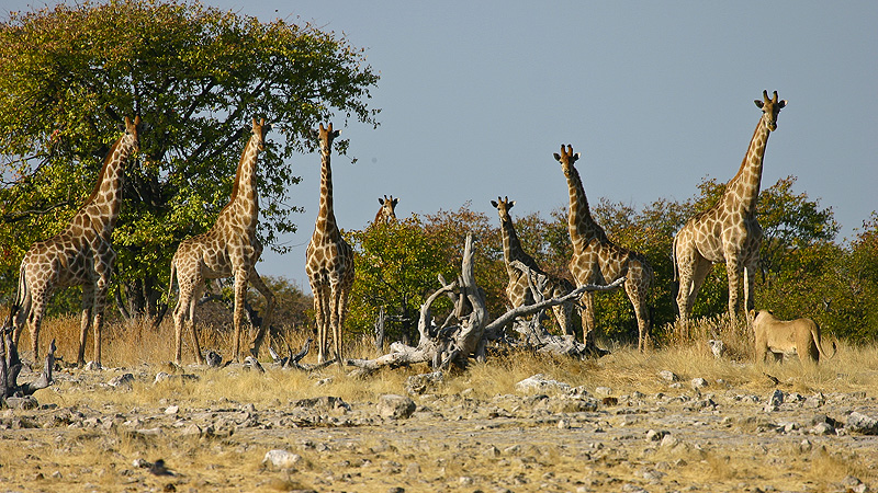 Etosha NP, Namibia