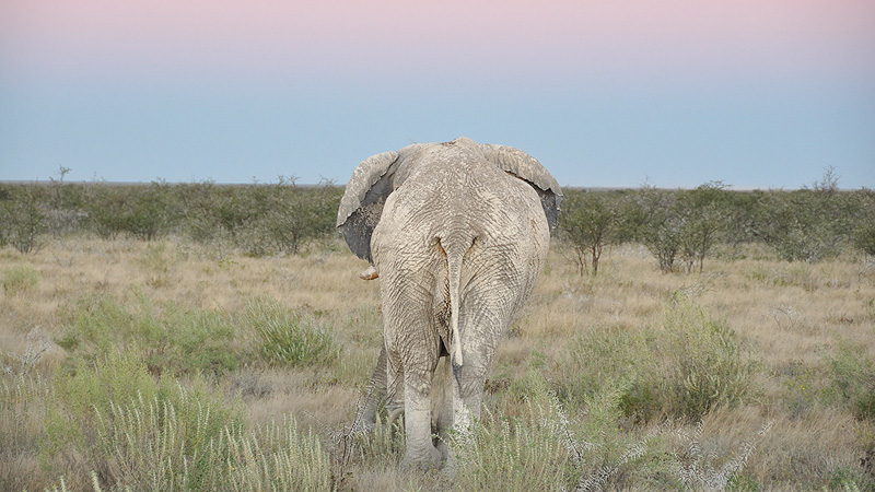 Etosha NP, Namibia