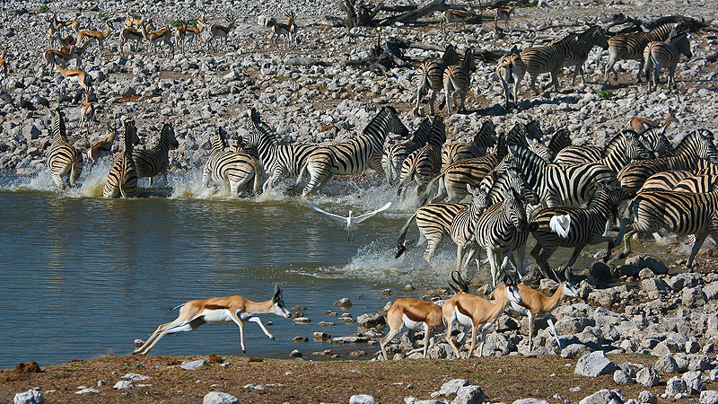 Etosha NP, Namibia