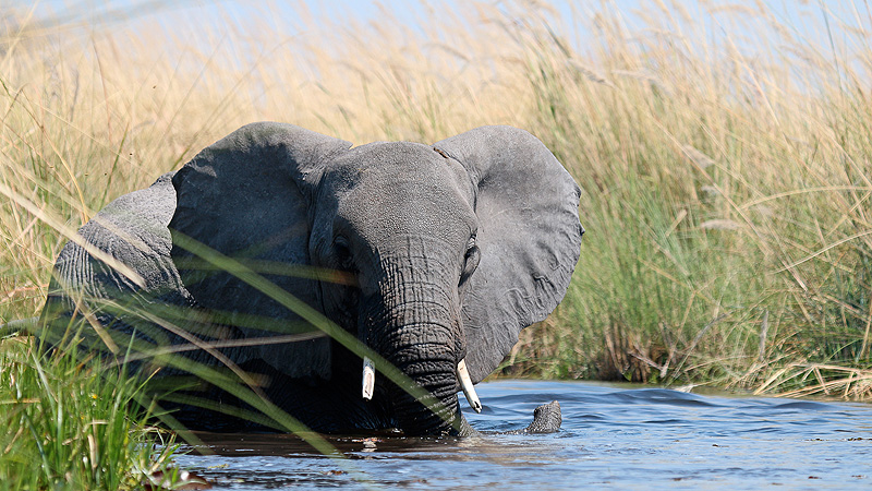 Okavango Delta, Botswana
