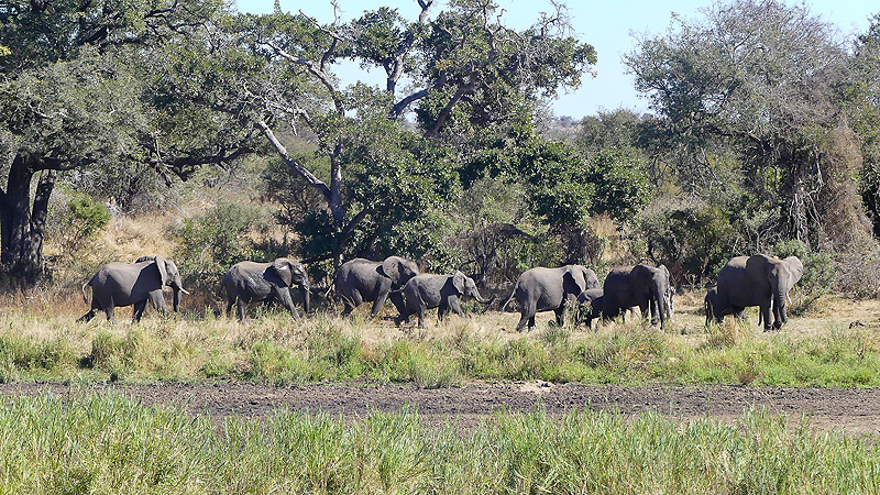 Kruger NP, Südafrika