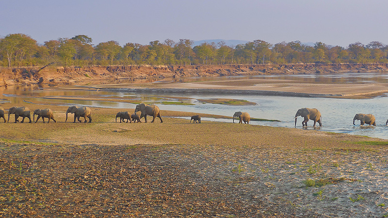 Luangwa NP, Sambia
