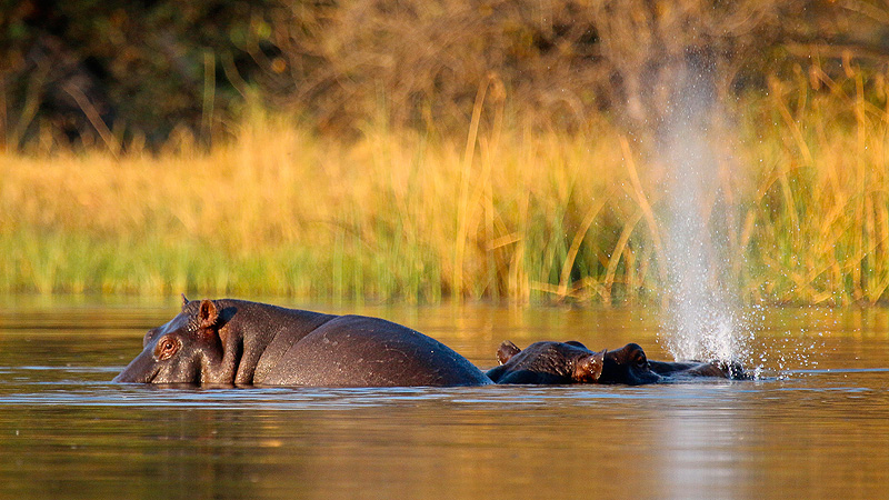 Okavango Delta, Botswana