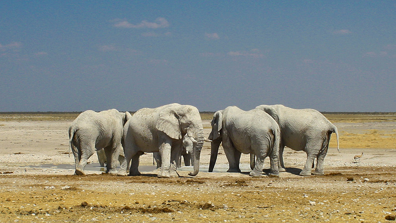 Etosha NP, Namibia