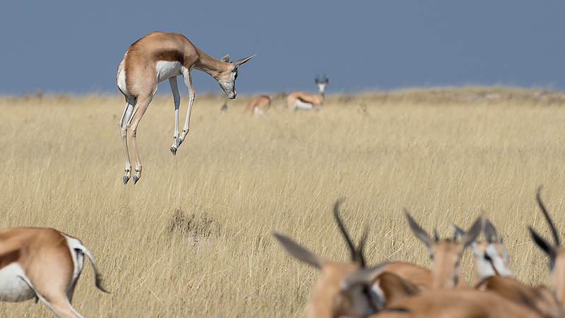 Etosha NP, Namibia