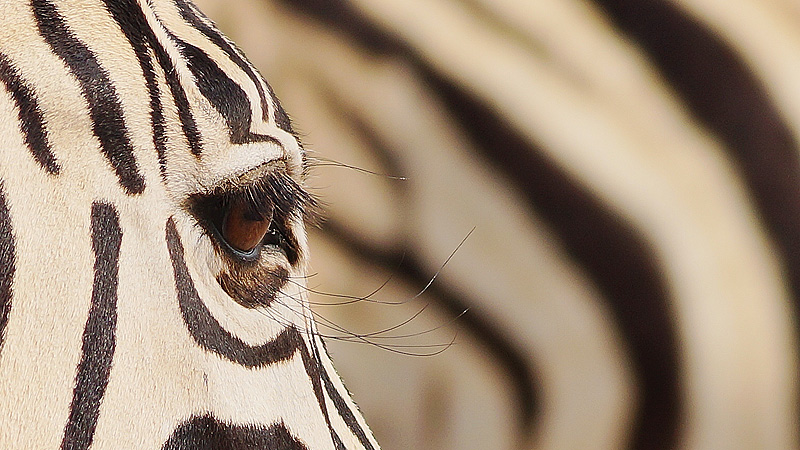 Etosha NP, Namibia
