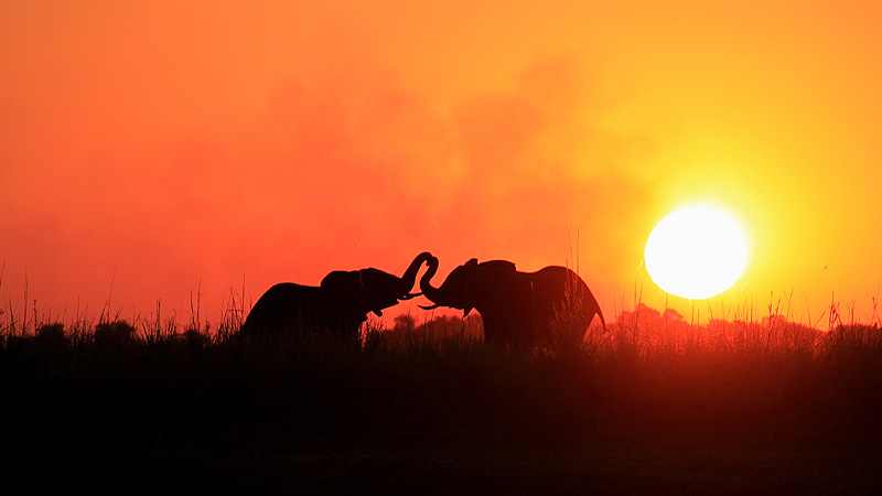 Chobe NP, Botswana
