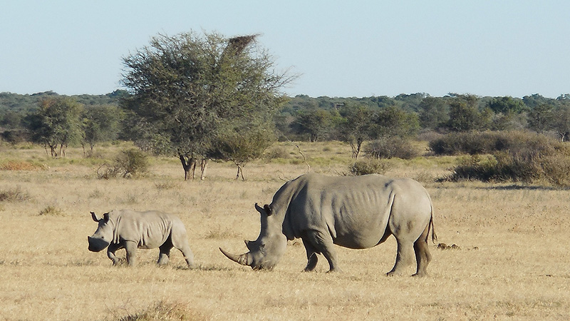 Chobe NP, Botswana