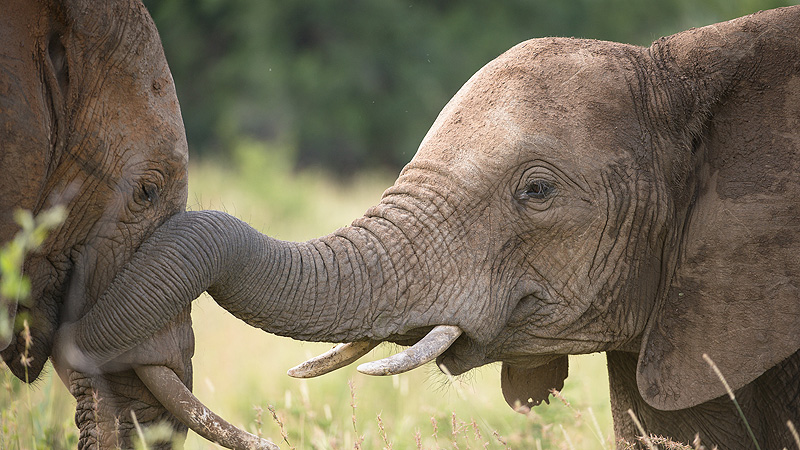 Krüger NP, Südafrika