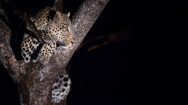 Krüger NP, Südafrika