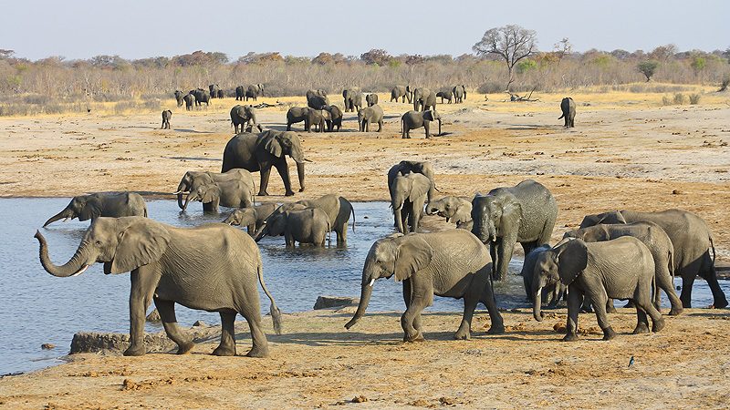 Hwange NP, Simbabwe