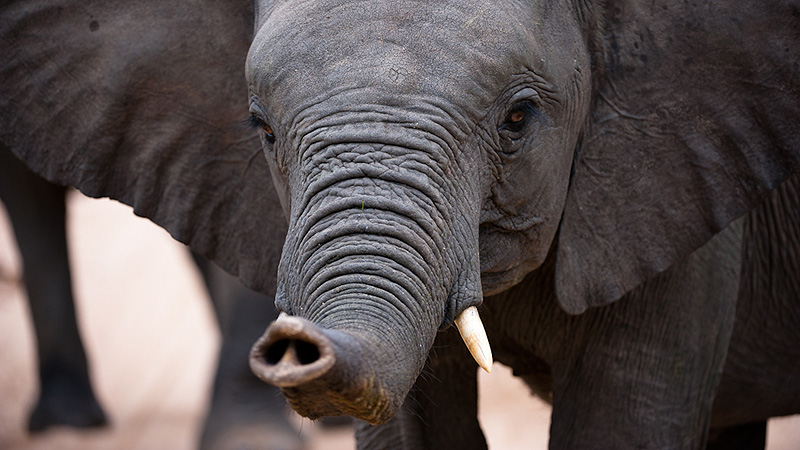 Kruger NP, South Africa