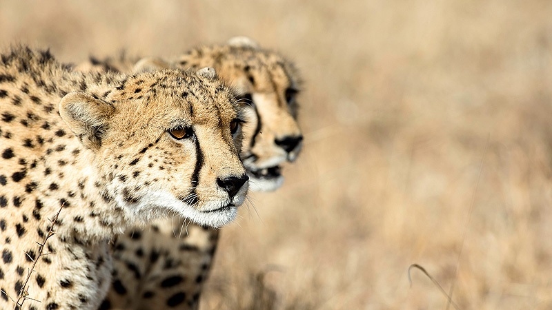 Kruger NP, Südafrika