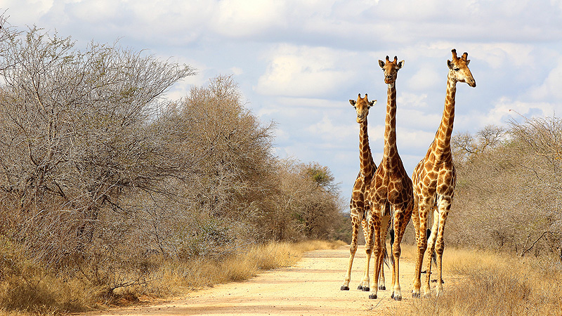 Kruger NP, Südafrika