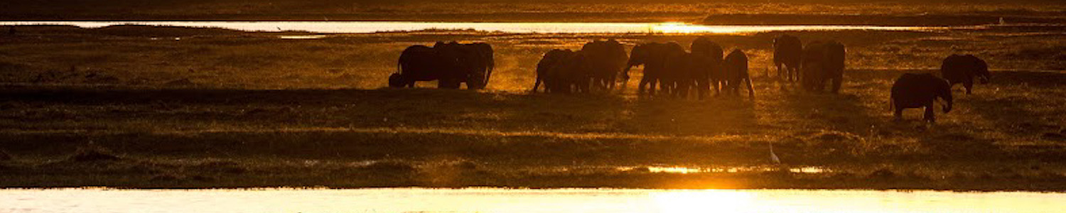 Botswana Chobe NP