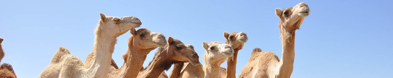 oman