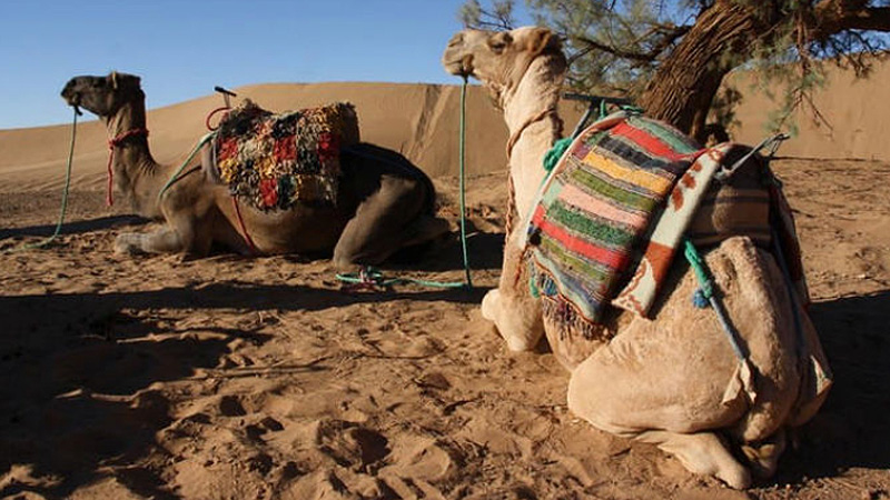 Dromedare als Lastenträger, Marokko Marokko