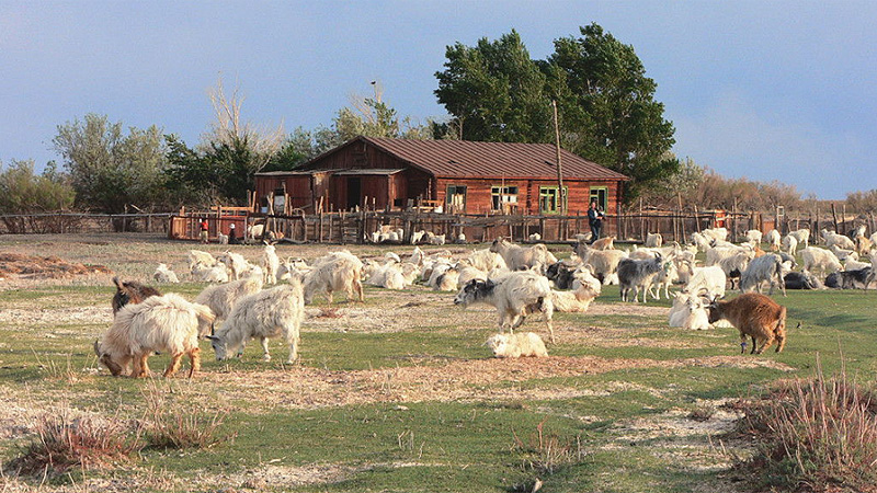 Eindrücke auf dem Land, Mongolei mongolei