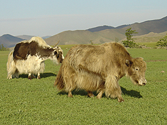 mongolei