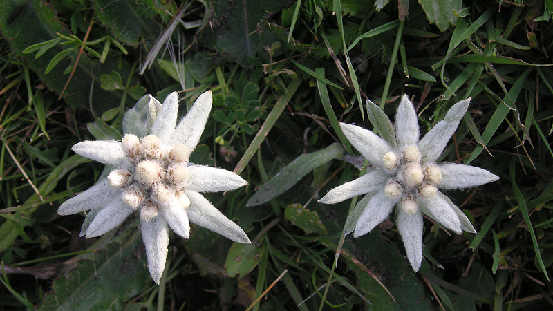 Edelweiss, Mongolei mongolei