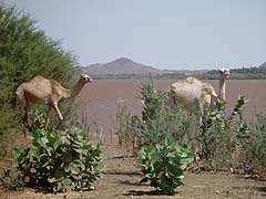 Sudan