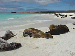 Galapagos