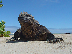 Galapagos
