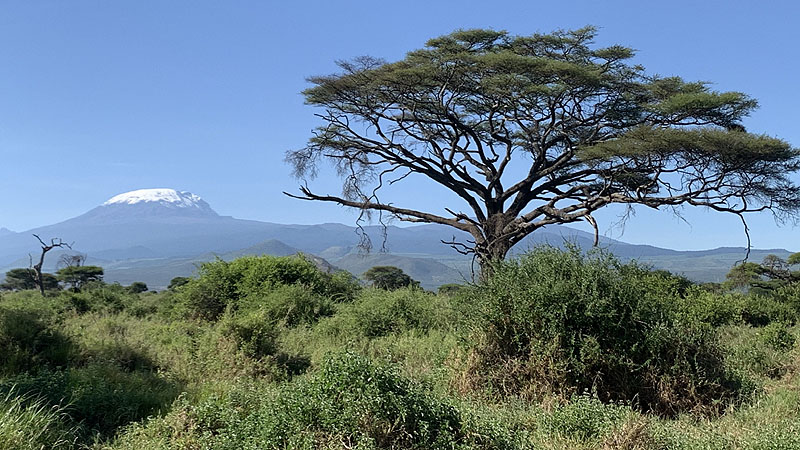 Antilopen im Manyara NP, Tanzania