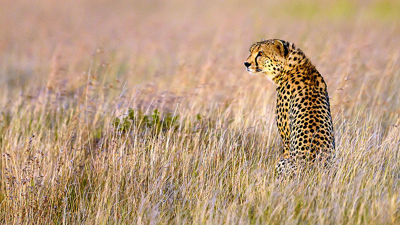 Tanzania, Ngorongo Krater