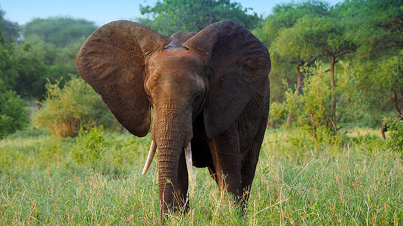 Löwen im Tarangire NP, Tanzania
