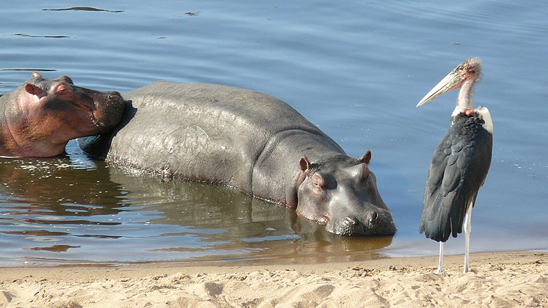Löwen im Tarangire NP, Tanzania