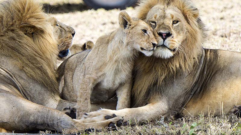 Tanzania, Ngorongo Krater
