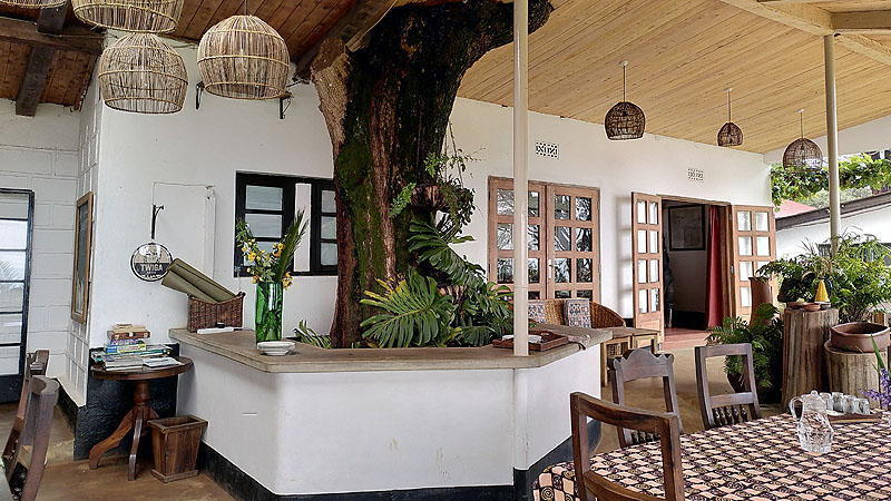 Gepard in der Serengeti, Tanzania