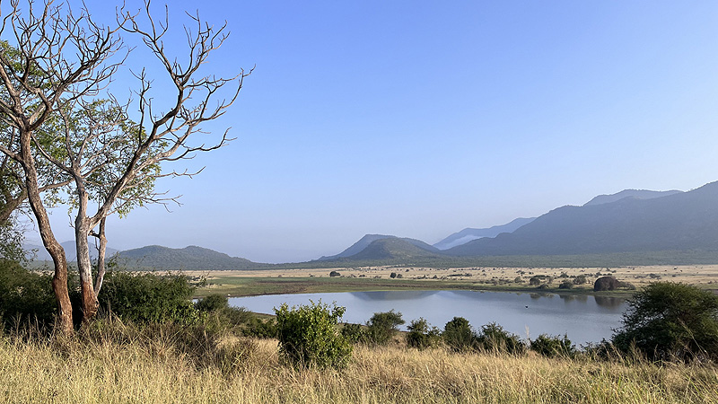 Löwen im Tarangire NP, Tanzania