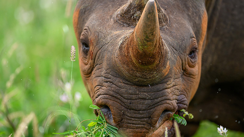 Löwen im Tarangire NP, Tanzania