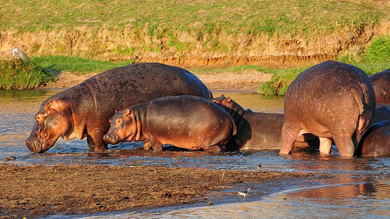 Nilpferdefamilie, Tanzania
