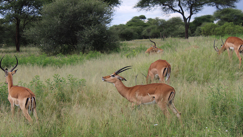 Tanzania, Lake Manyara Nationalpark