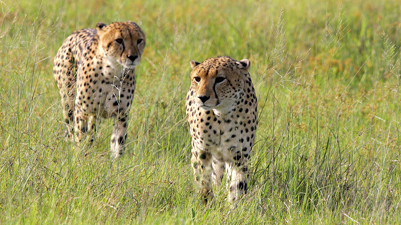Gepard in der Serengeti, Tanzania