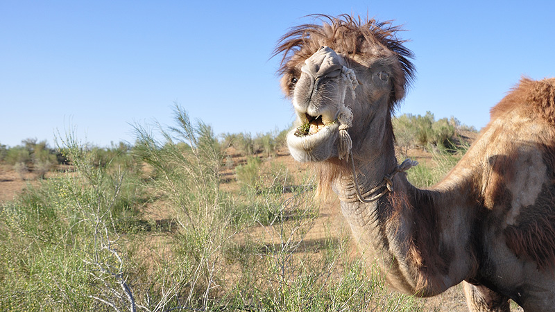 Usbekistan, Kysylkumwüste, Kamel